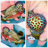 High Quality Red Kamfa Flowerhorn - 41